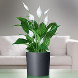 POTTERYSHIRT&reg; At last matching flower pots - without repotting. Usable from both sides - just turn inside-out.