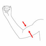  Upper arm