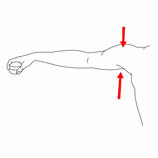  Shoulder
