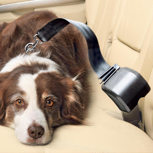 Automatic Safety Belt for Dogs Buckle your dog up safely and comfortably on the backseat of your car.