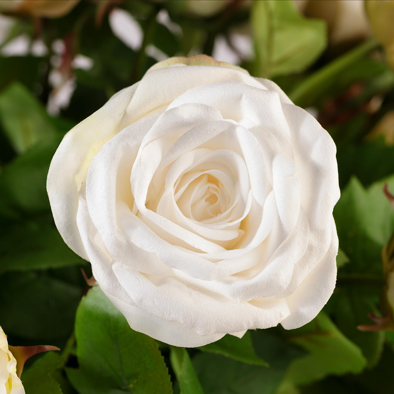 Avalanche Rose Bouquet | 3-year product guarantee