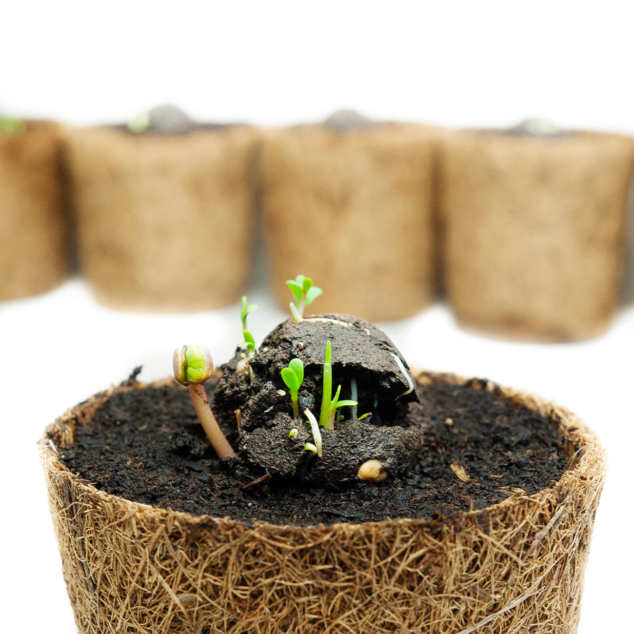 Seed Bomb Kit 3 Jahre Garantie ProIdee