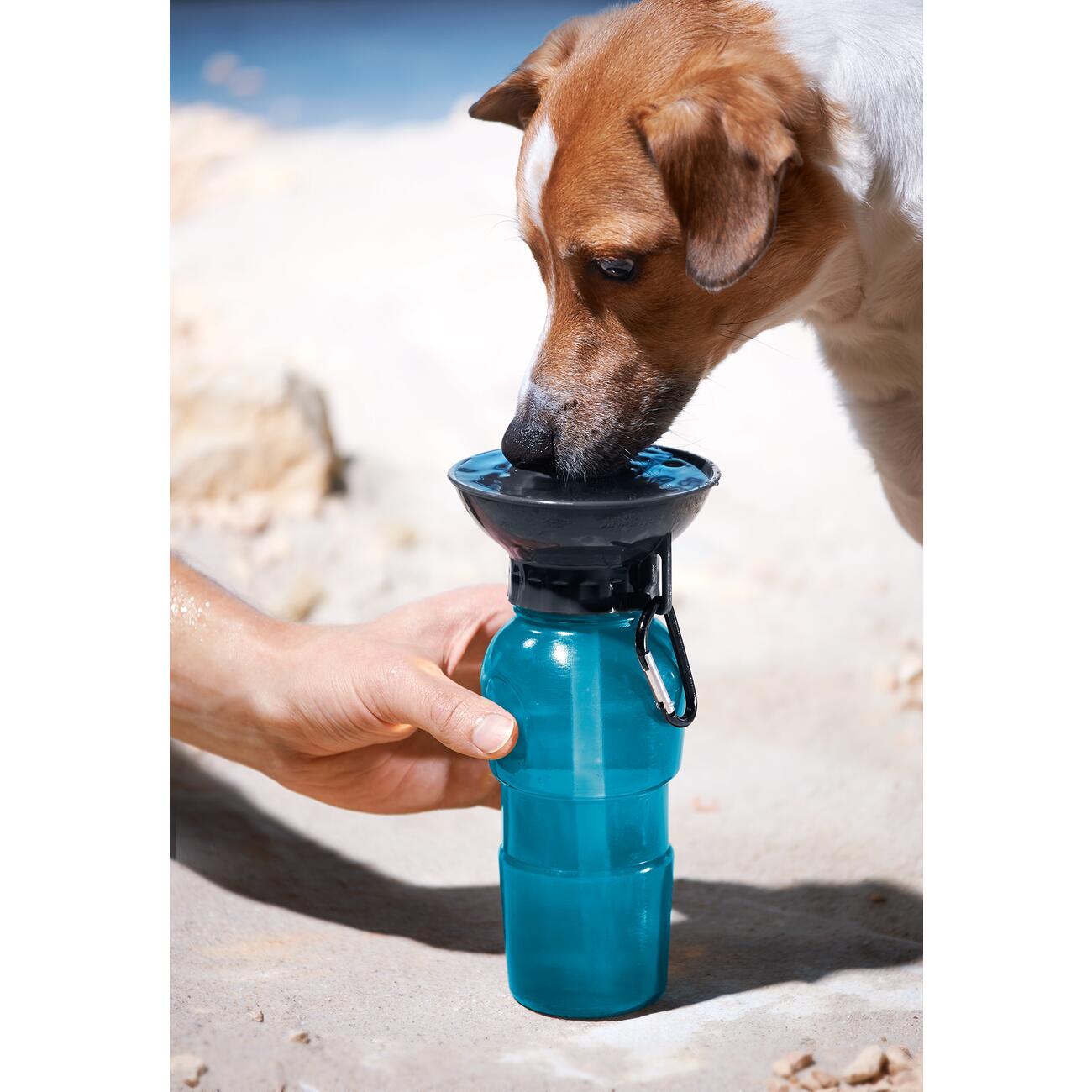 typo dog water bottle
