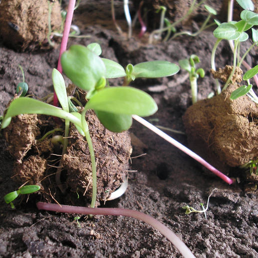 Seed Bomb Kit